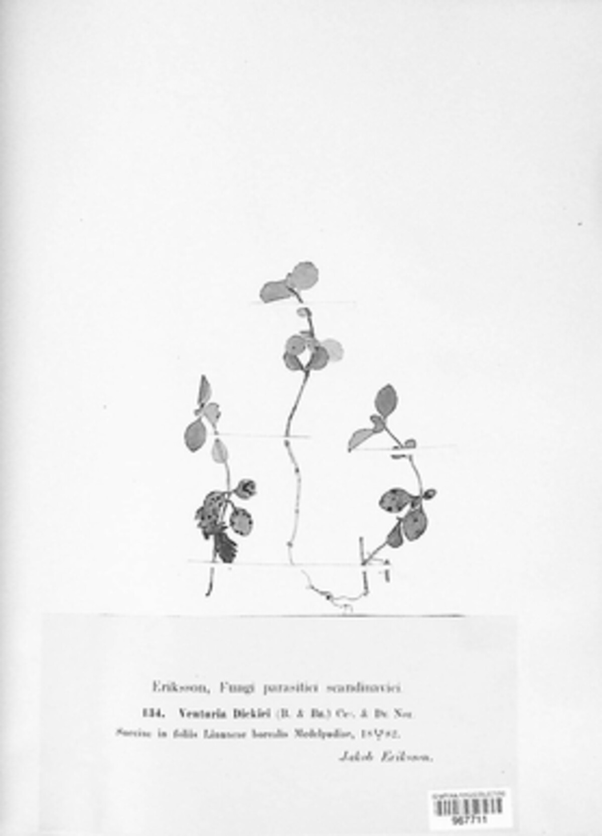 Metacoleroa image